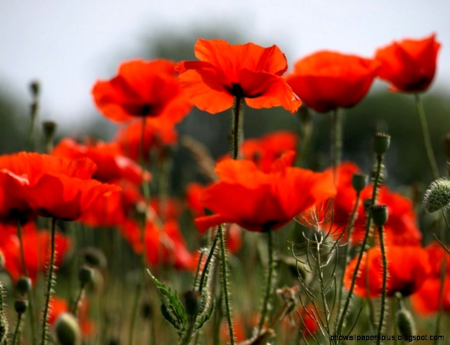 poppy flower images and wallpapers Download poppy flower images and wallpapers Download