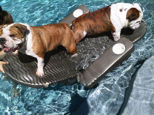 dog summer