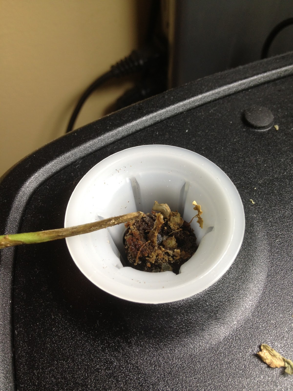 Root rot in the Aerogarden? Day 56 Indoor Gardening My Aerogarden