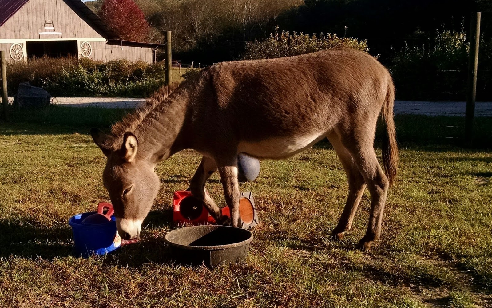 Our Tiny Farm in Western NC Pictures of Our MiniDonkeys
