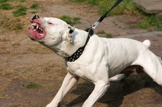 Pitbull Terrier Dogs Pitbull Terrier Dogs