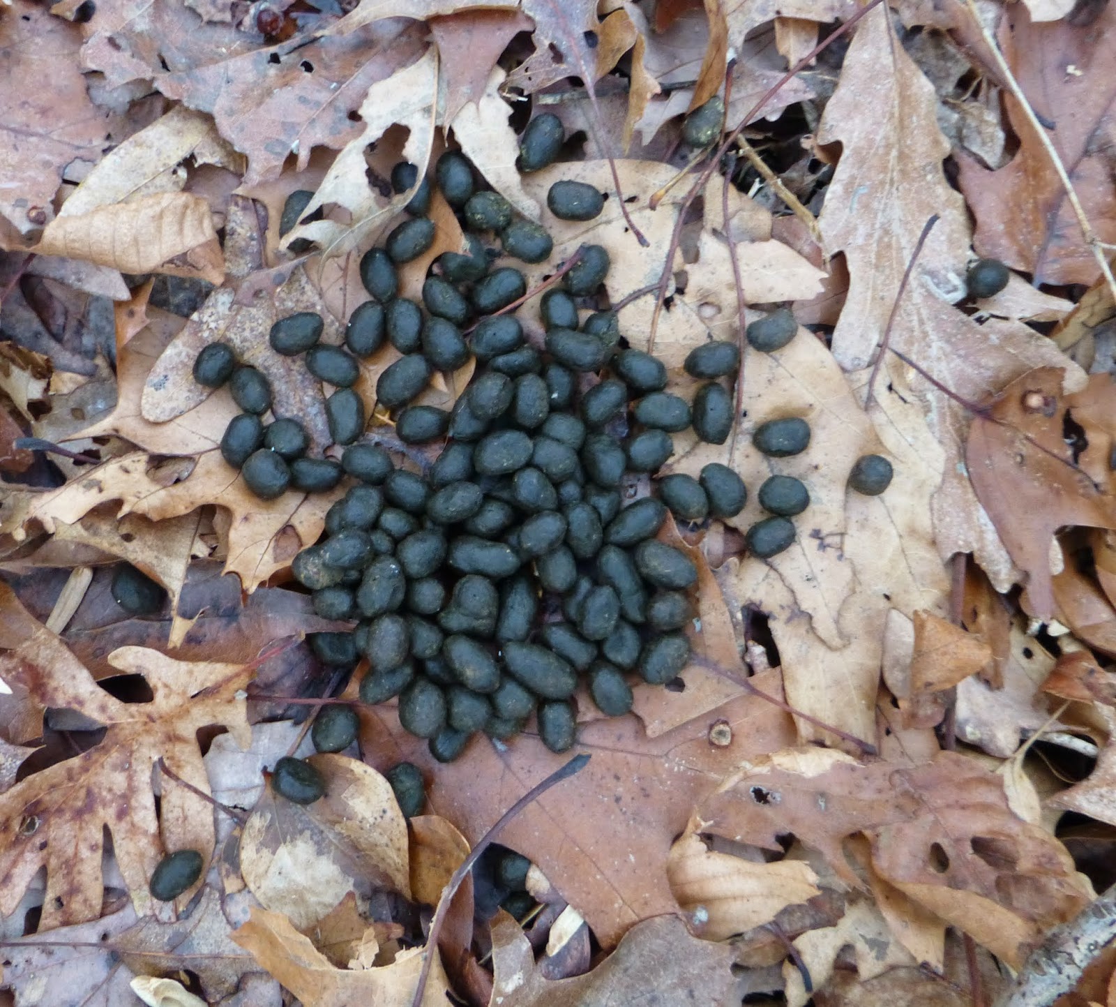 List 94+ Pictures Images Of Deer Poop Updated 09/2023