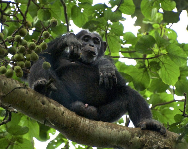 Schimpanse im Kibale Forest National Park