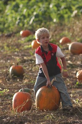 pumpkins