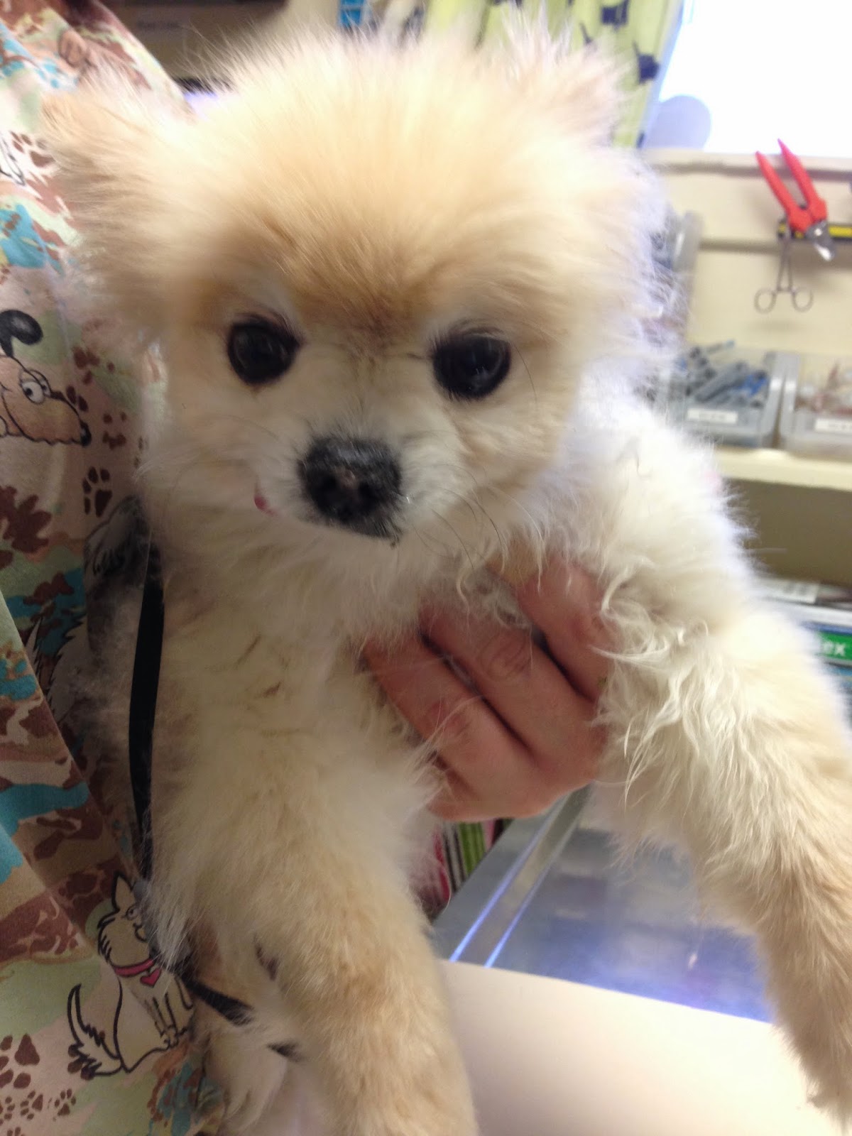 What Breed Is Sssniperwolfs Dogs