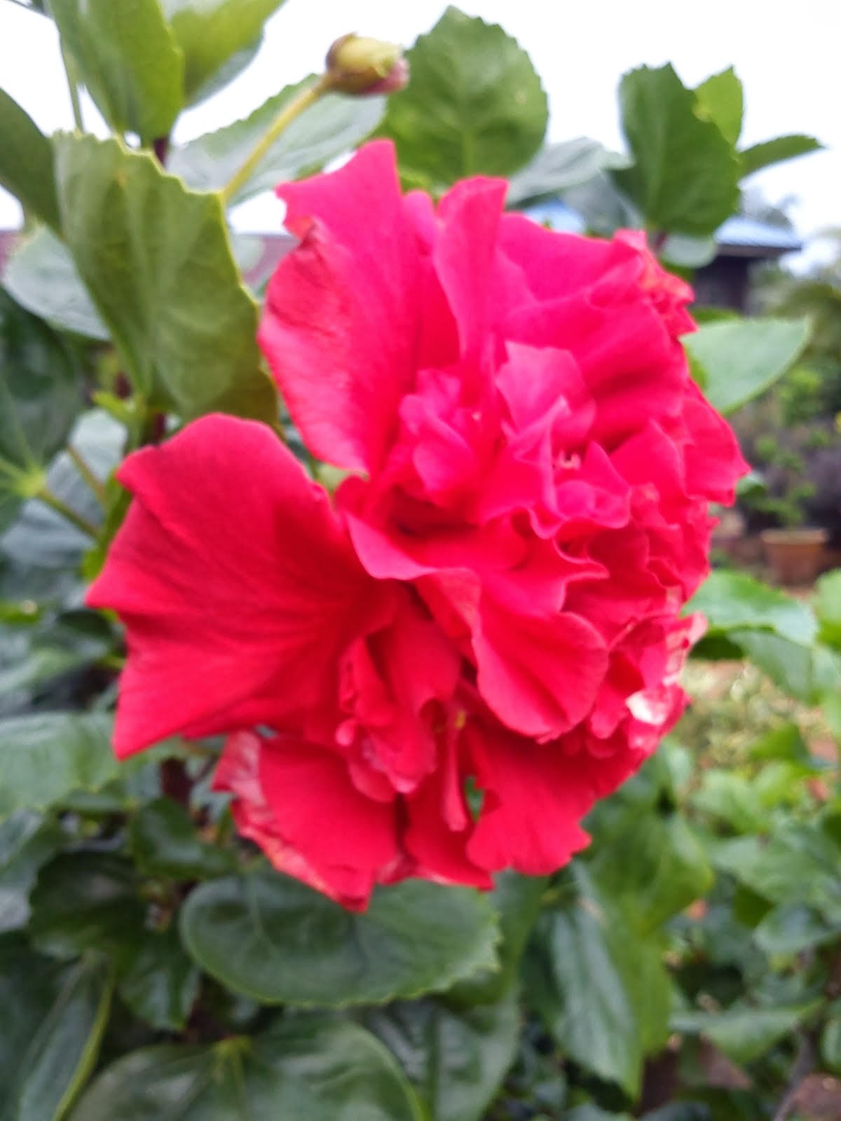 HIBISCUS ROSASINENSIS RED