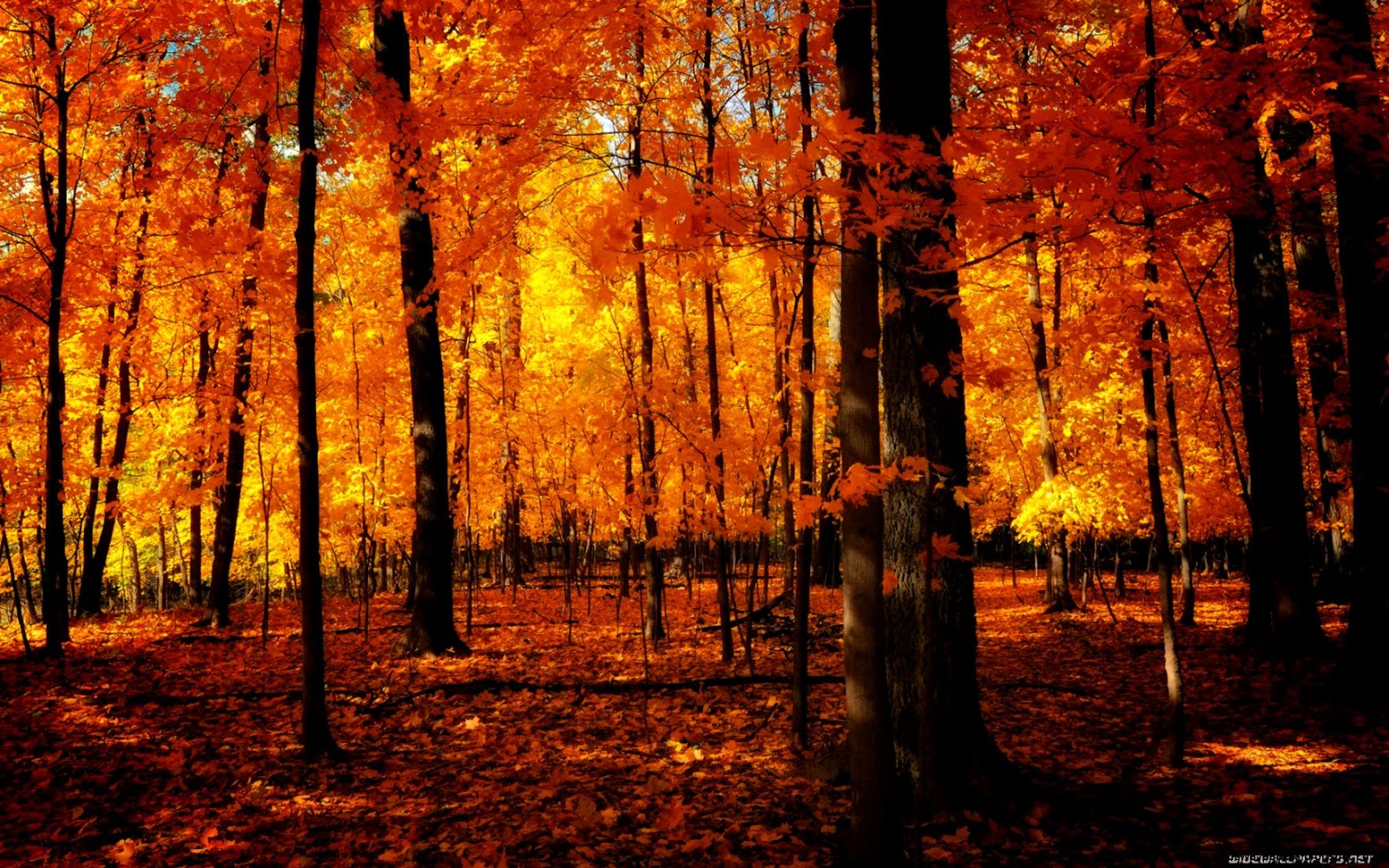 Autumn Forest Landscape Autumn Forest Landscape