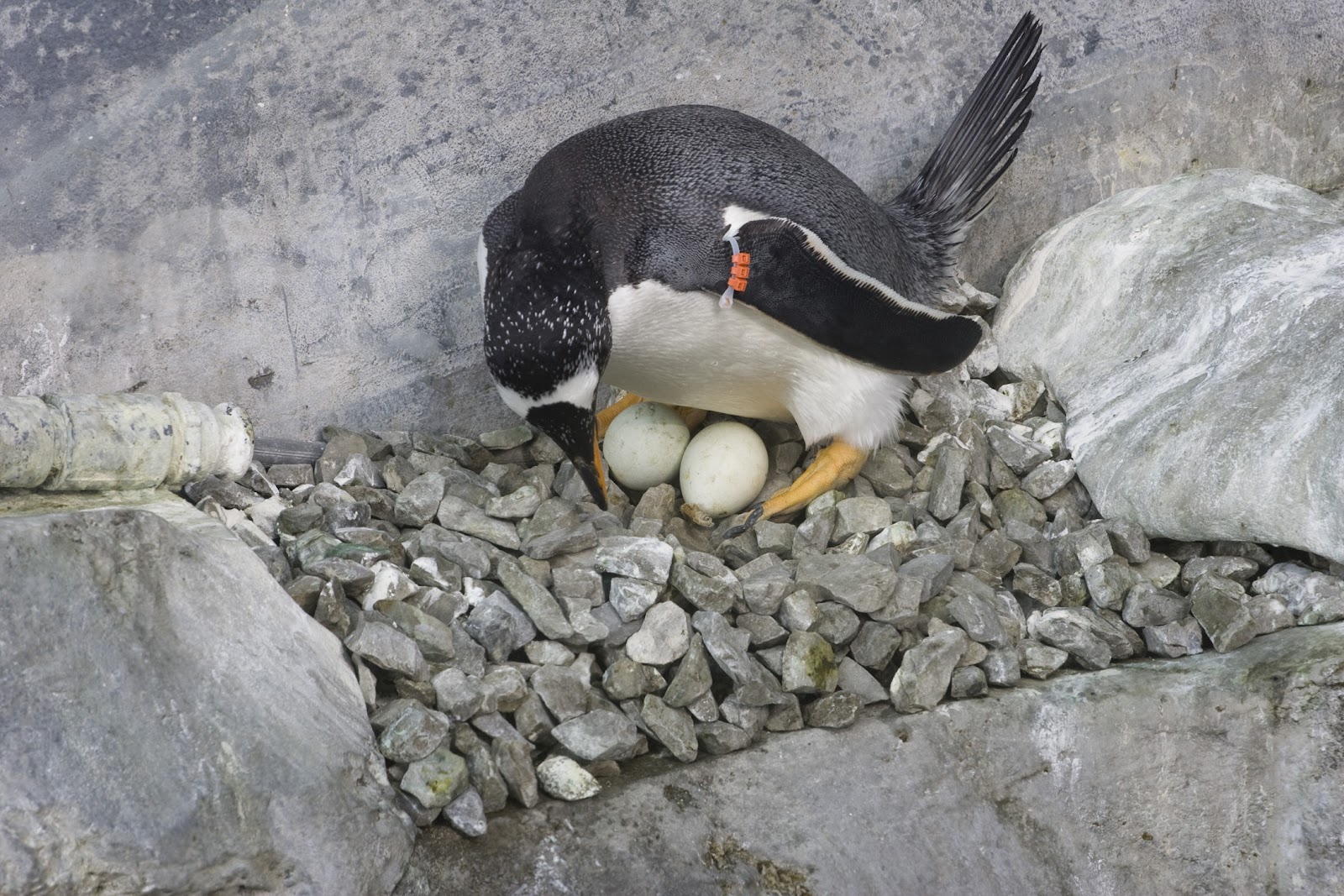 Gentoo penguin facts, habitat, scientific name, diet, predators Gentoo Penguin | Life of Sea