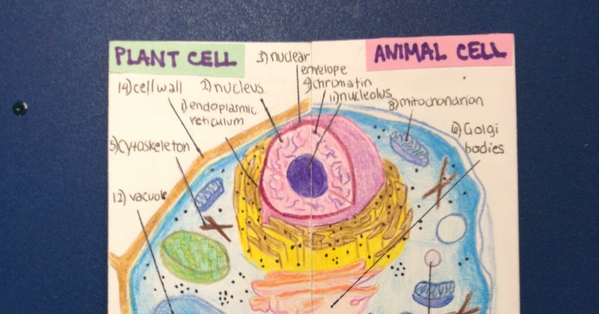 Cards and Cardigans: Cells Foldable