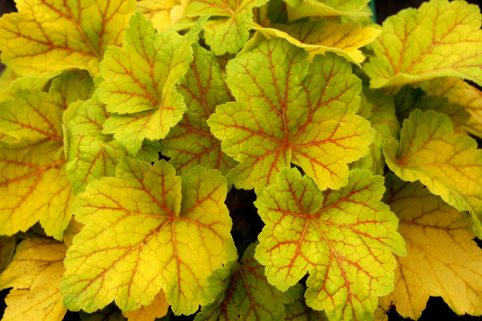 Durable Gardening Heucheras New plants for 2012
