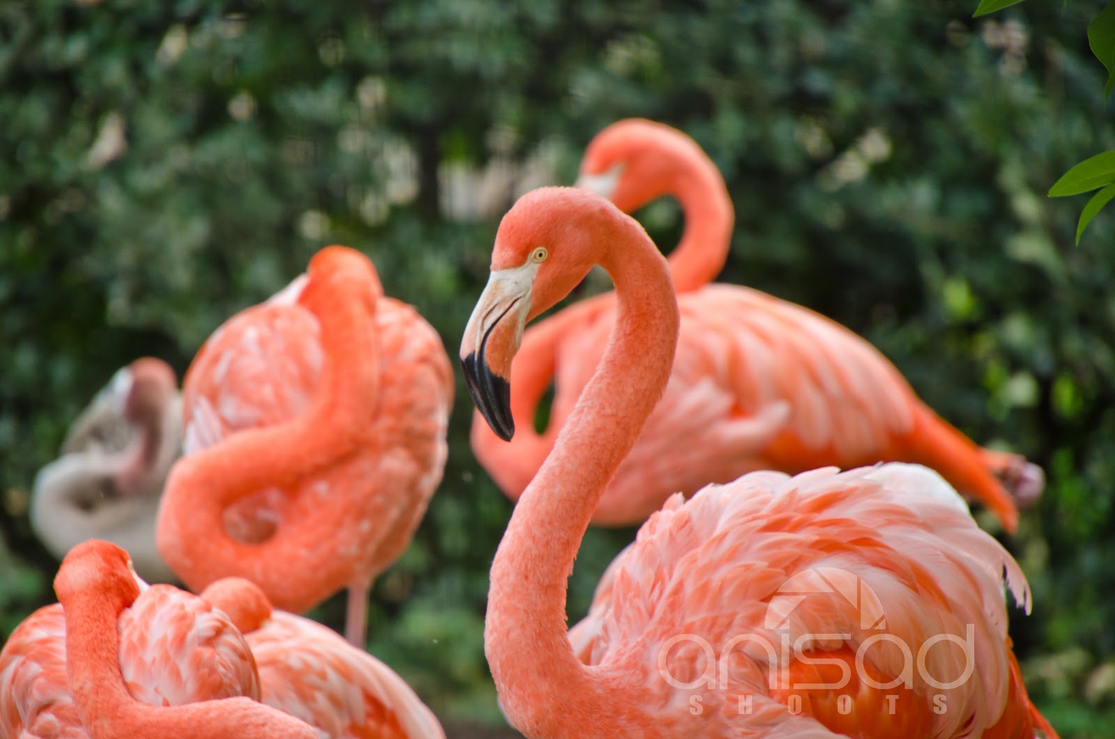 Red Crane