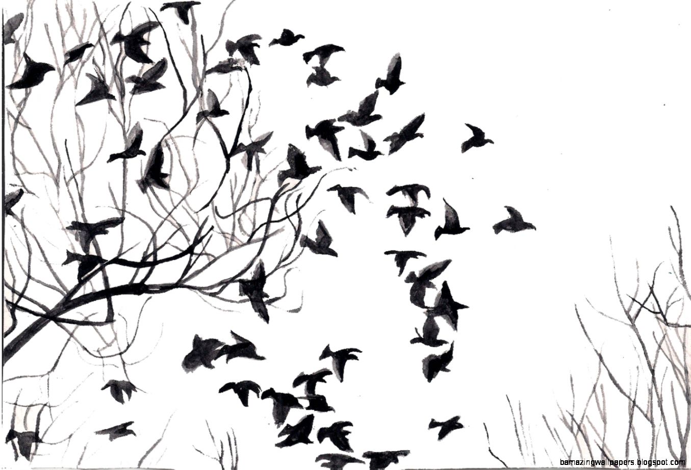 Bird Wallpaper Black And White | Amazing Wallpapers
