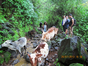 Village cattle on the "Ganesh ghat Route"