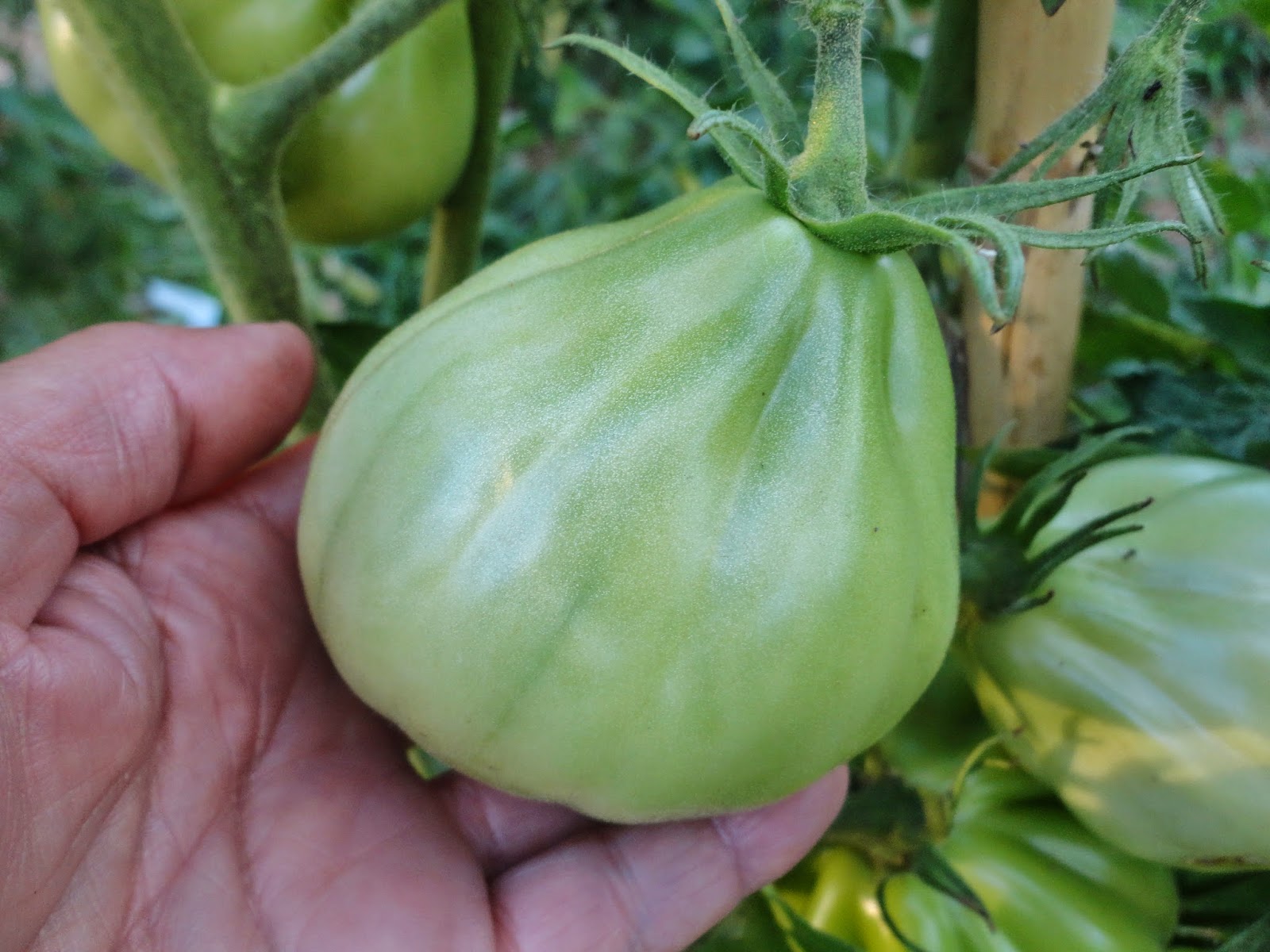 TOMATE CORAZÓN DE BUEY EN LA MATA