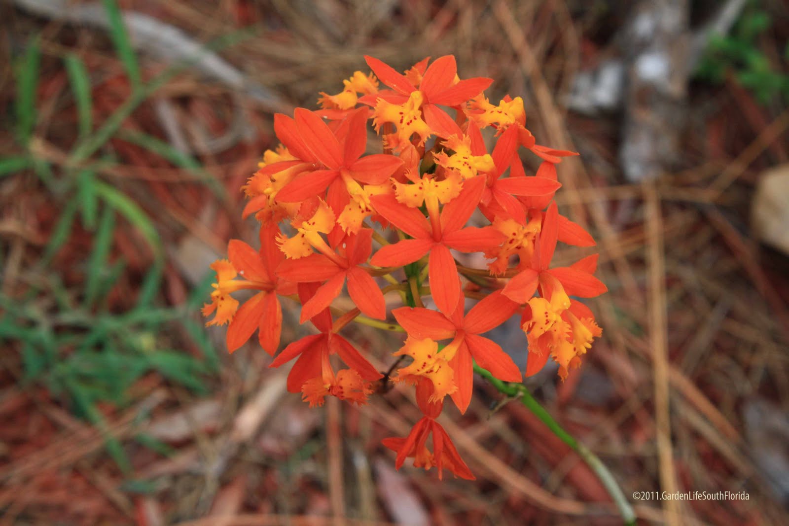 Dawns Garden Life May 2011