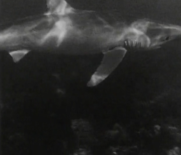 Tsfo Octopus Arm Monster From The Ocean Floor 1954