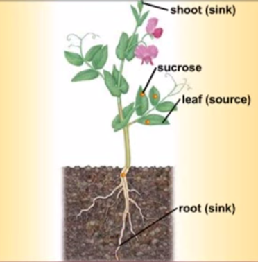 41 Transport In Phloem Biology Notes For A Level