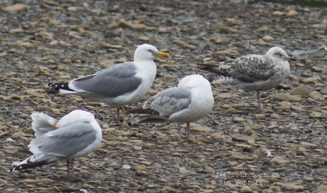 The Two Bird Theory Yellowlegged Gulls or just gulls with yellow legs?