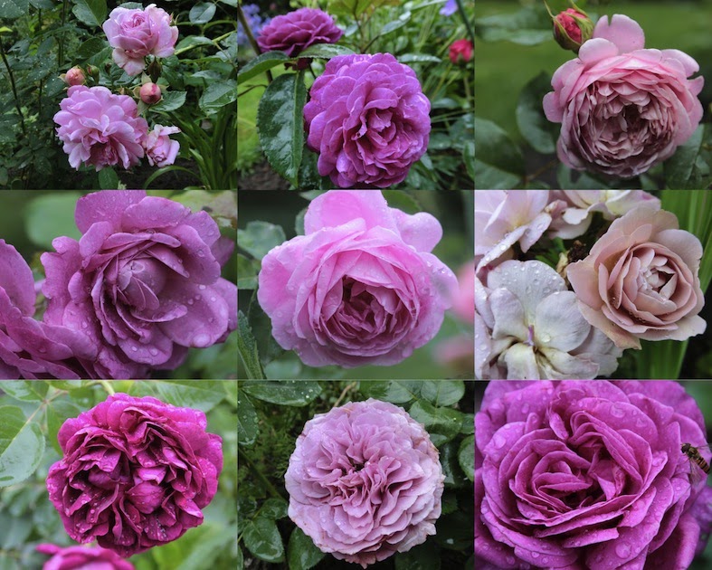 Gartenglück im Wandelgarten: Rosenschönheit- eine Ansichtssache