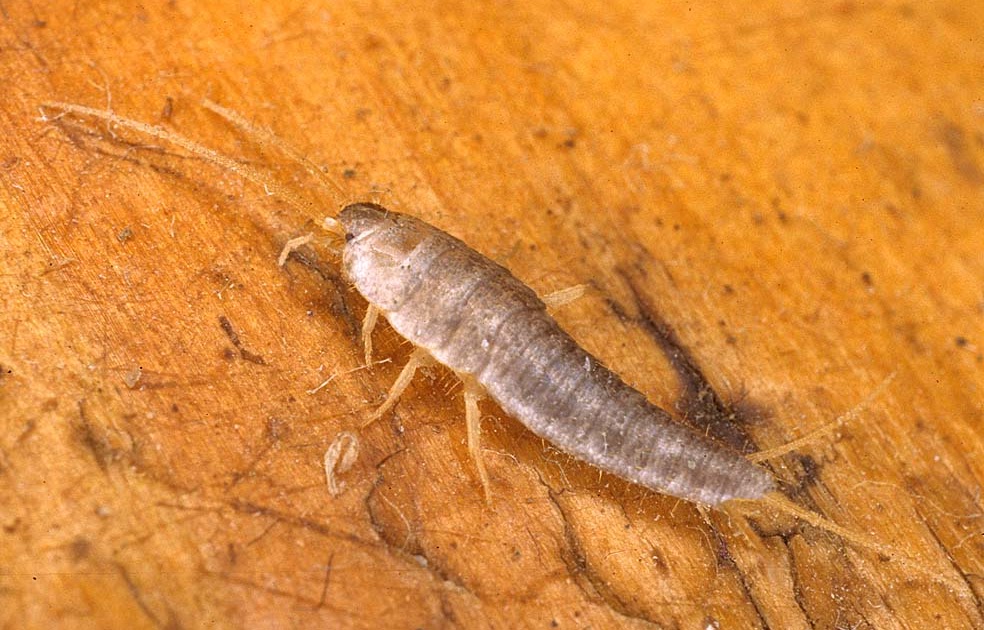 CABINET OF CURIOSITIES Silverfish