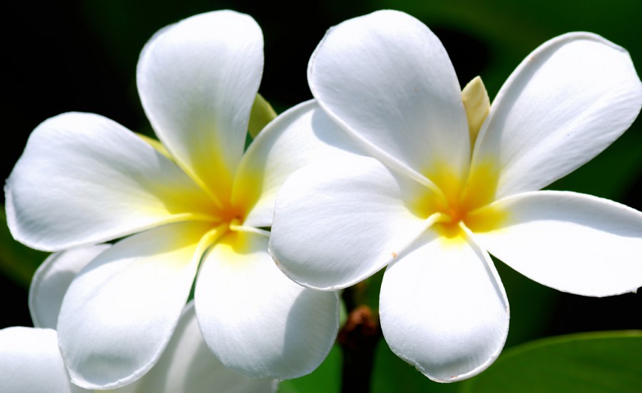 Blog Bunga Kumpulan Gambar Bunga Kamboja