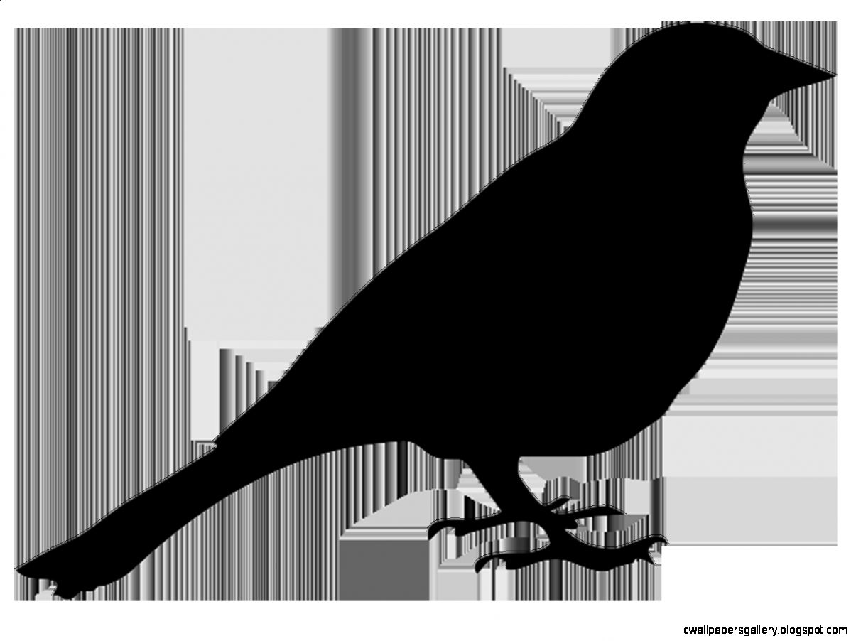 Sitting Bird Silhouette Wallpapers Gallery