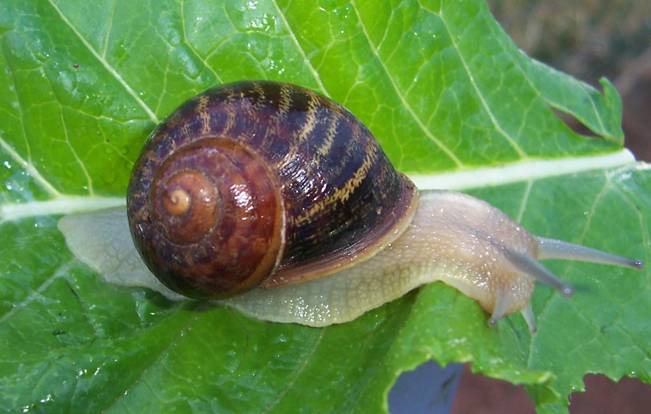 Free-range snails
