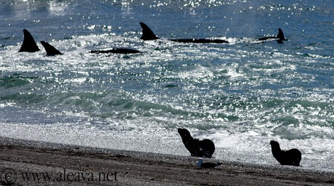 orcas in Punta Norte Peninsula Valdes