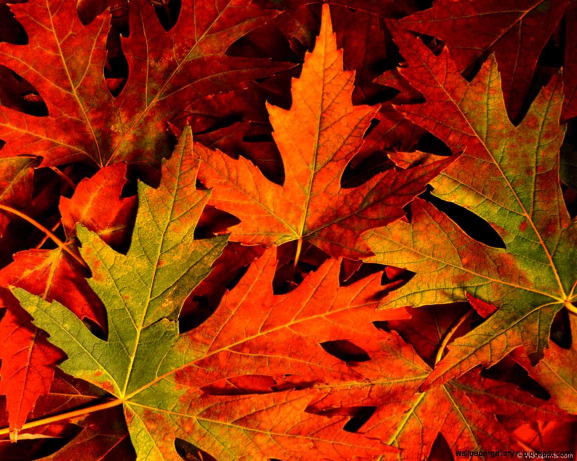 03 fall leaves backgrounds 03 fall leaves backgrounds