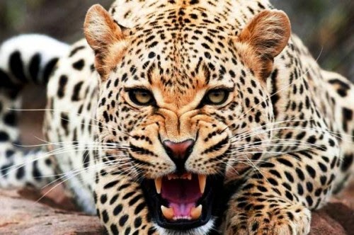 תוצאת תמונה עבור حيوان