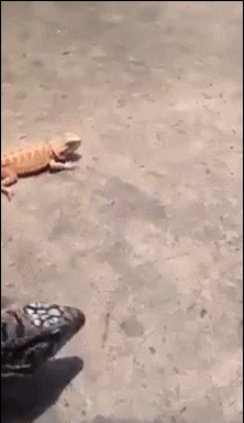 Funny animal gifs - part 120 (10 gifs), lizard running from big lizard