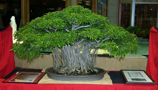 bonsai banyan