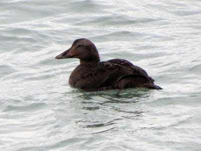 Common Eider (female) - Fifty Point CA, Grimsby, ON