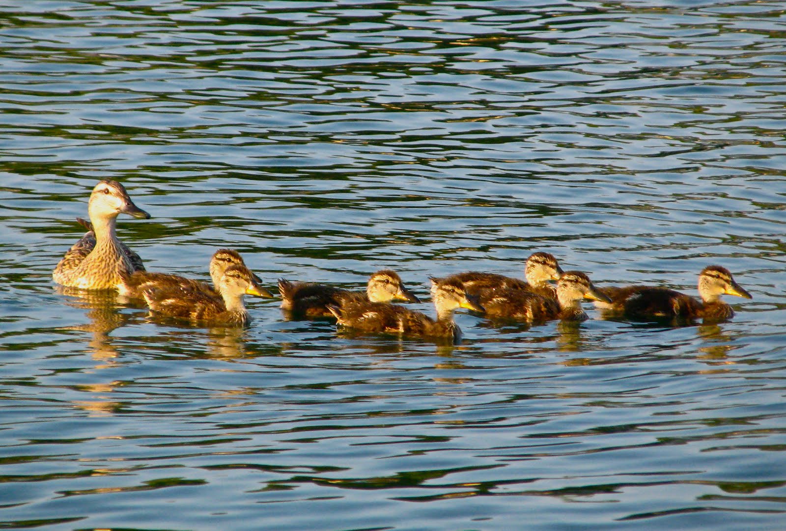 Scottsdale Daily Photo Photo Ducklings leading their mother