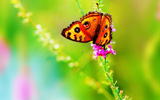 Beautiful Butterfly Images/Pictures