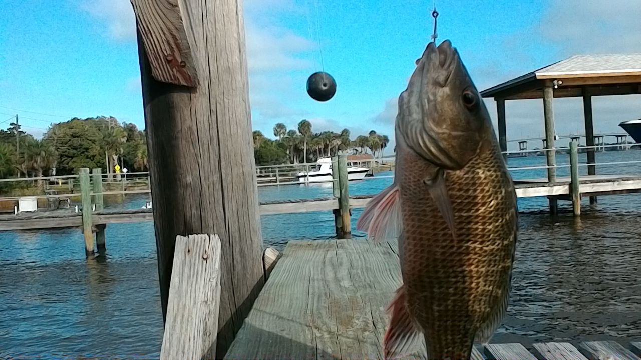 Finding Freedom Veteran's Day Fishing Report, Halifax River Daytona