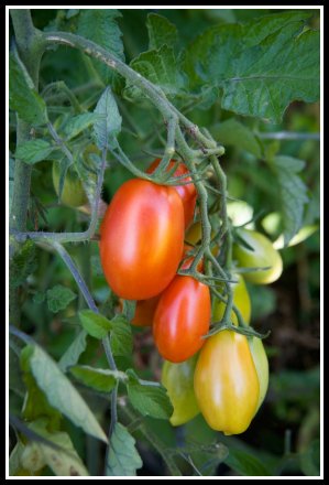 Desperate Gardener Tomato Tuesday Pruning Tomato Plants