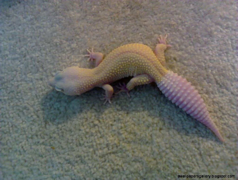 gecko picture wanted Reptile Forums gecko picture wanted Reptile Forums