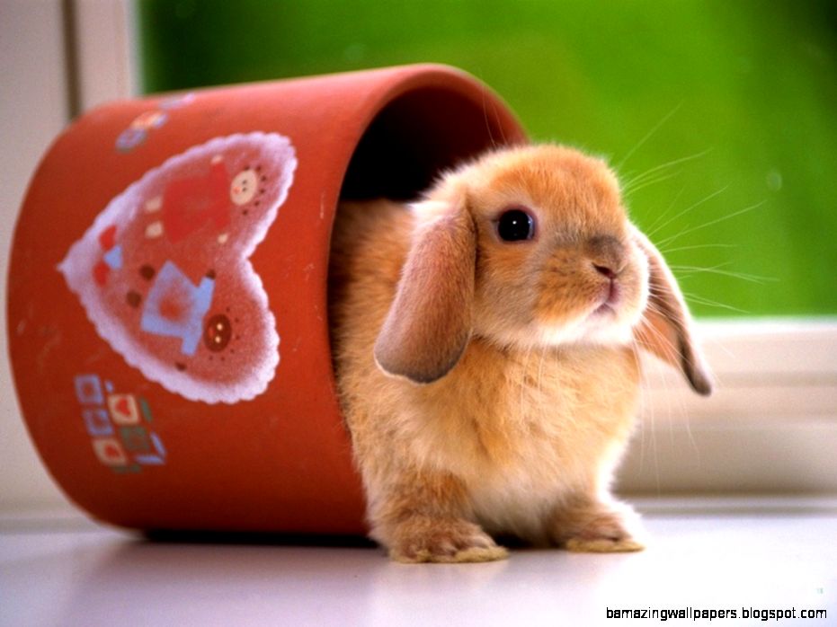 Cute Bunnies 9 HD Image milliwall Cute Bunnies 9 HD Image milliwall