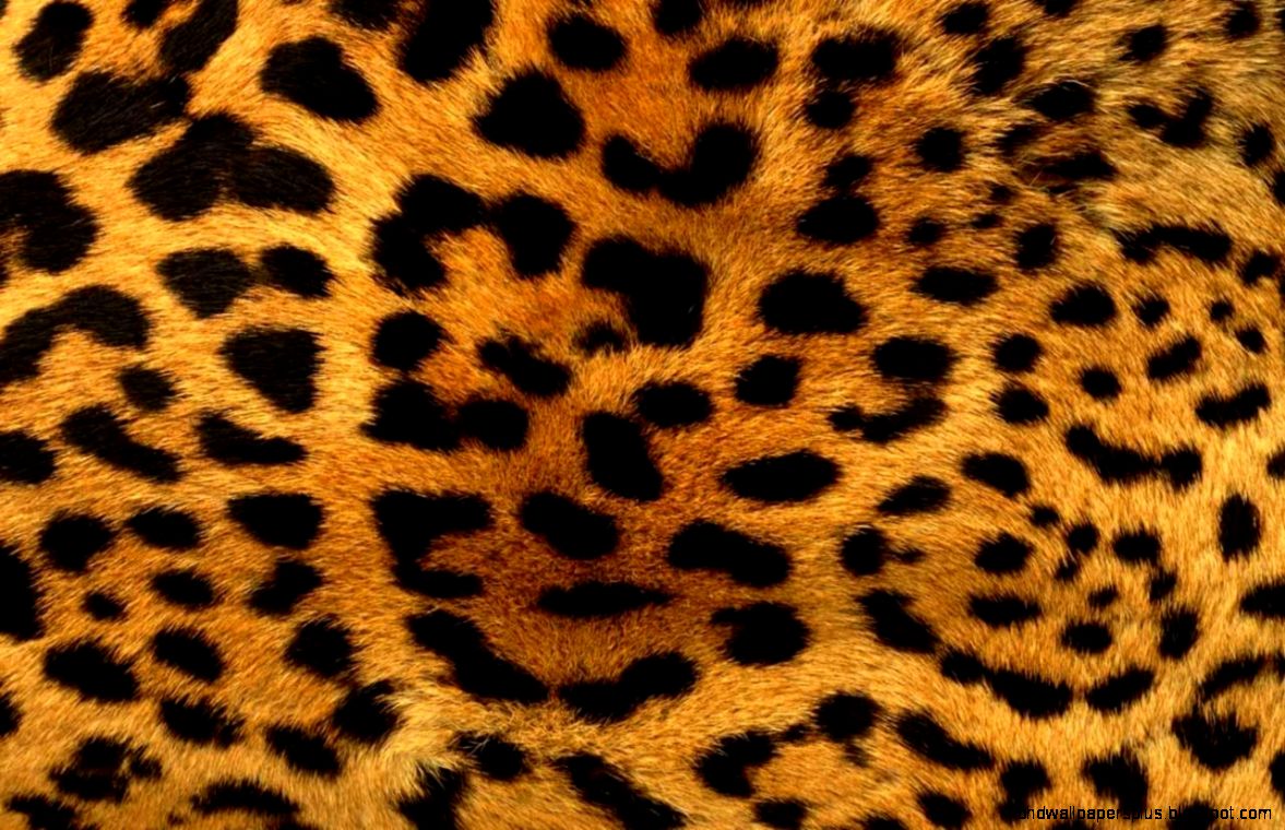 cheetah print wallpapers IMAGAT cheetah print wallpapers IMAGAT