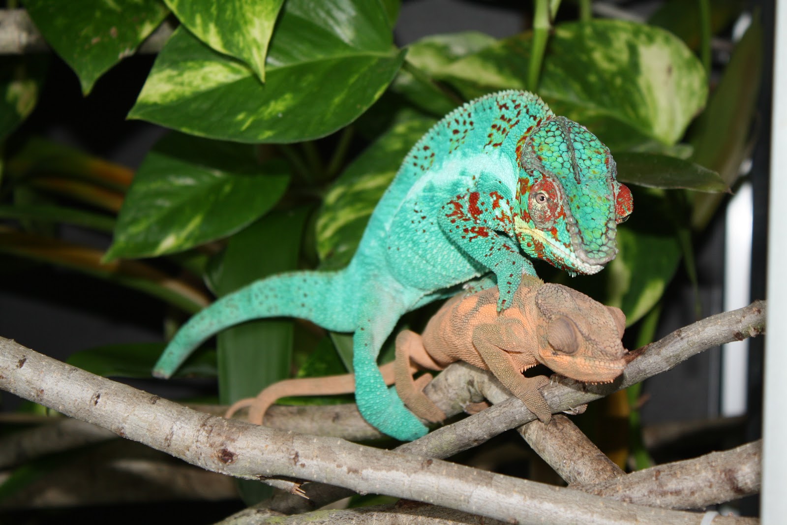 Panther Chameleon Breeding Mating Much Ado About Chameleons