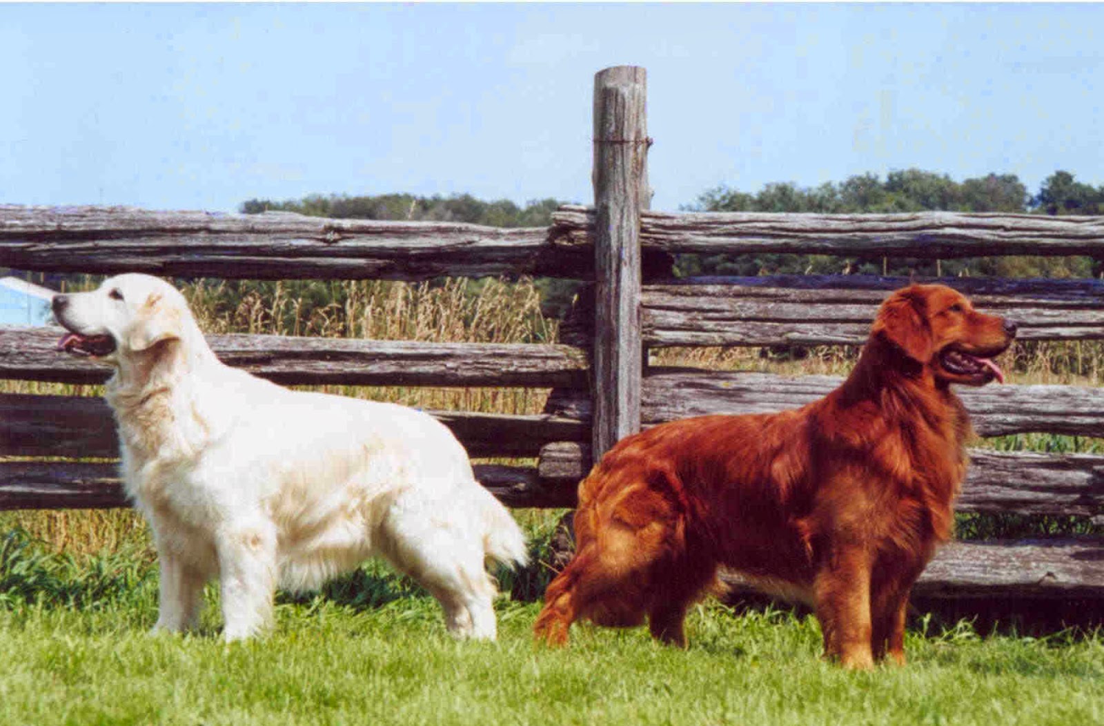 Golden Retriever Photos 24 Photos Hd Of Golden Retriever