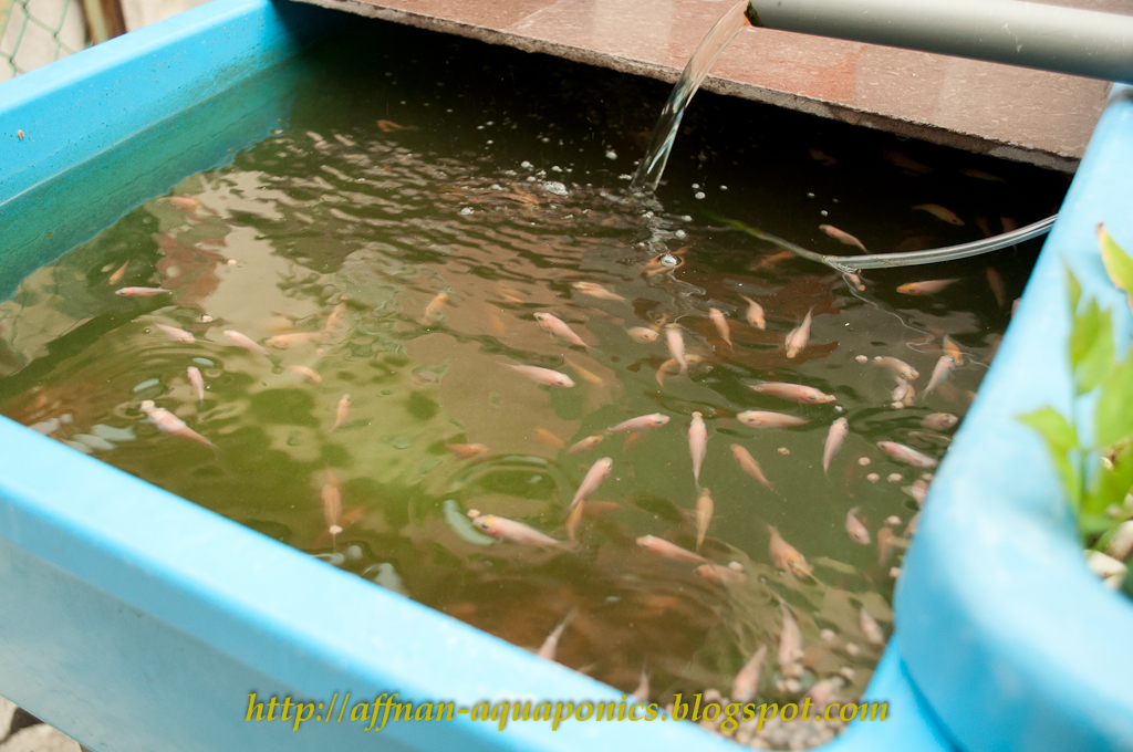 Affnan's Aquaponics Tilapia Breeding Fresh Batch of Fry