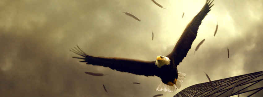 Facebook Timeline Cover Birds - American Eagle
