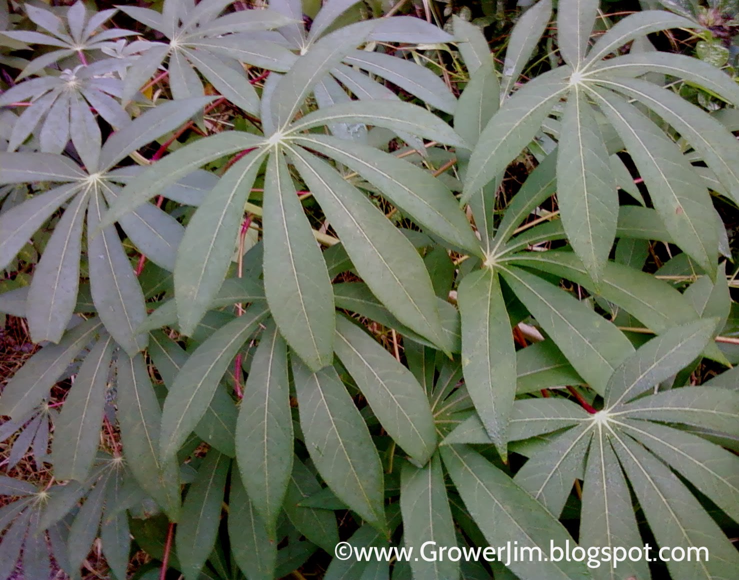 YUCA CASSAVA yuca cassava: