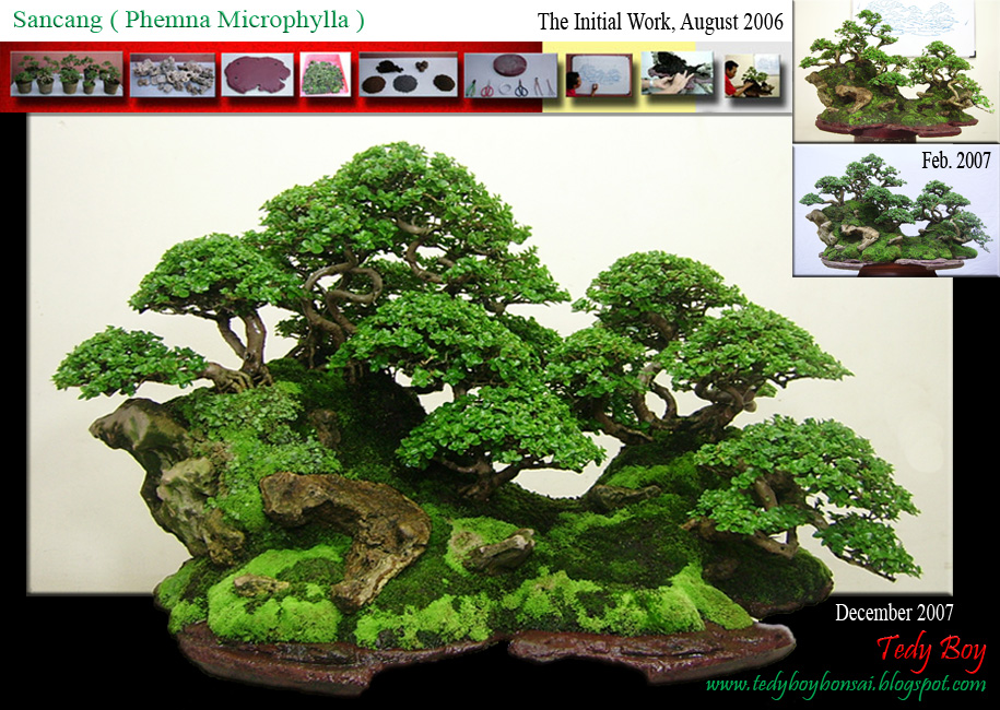 Bonsai Store of Tedy Boy Bonsai Indonesia