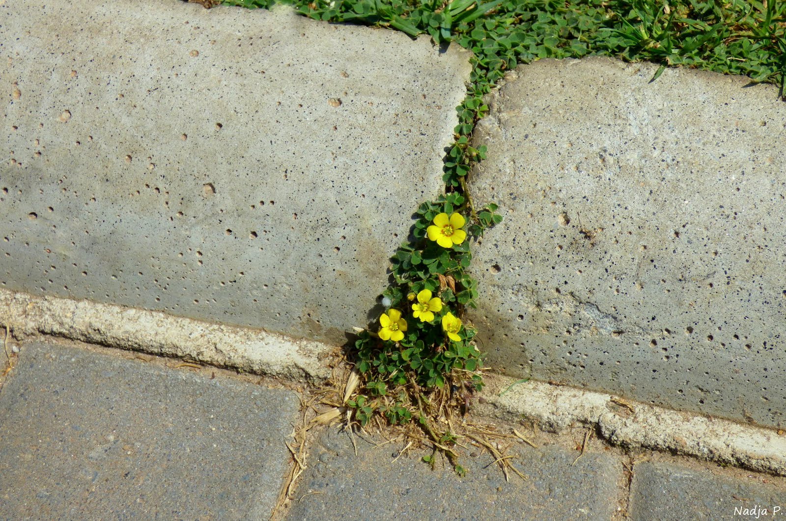 A beleza também está...