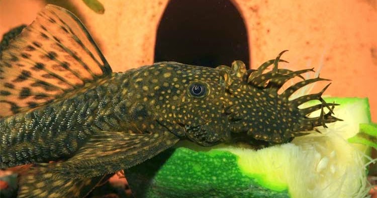 Plecostomus-in-Koi-Pond