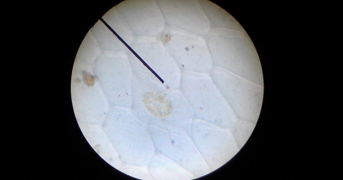 Wara Wiri kehidupan&hellip; LAPORAN PRAKTIKUM MIKROTEKNIK