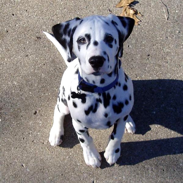 how much are dalmatian puppies usa puppy pictures dalmatian puppy pictures how much are dalmatian puppies usa puppy pictures dalmatian puppy pictures
